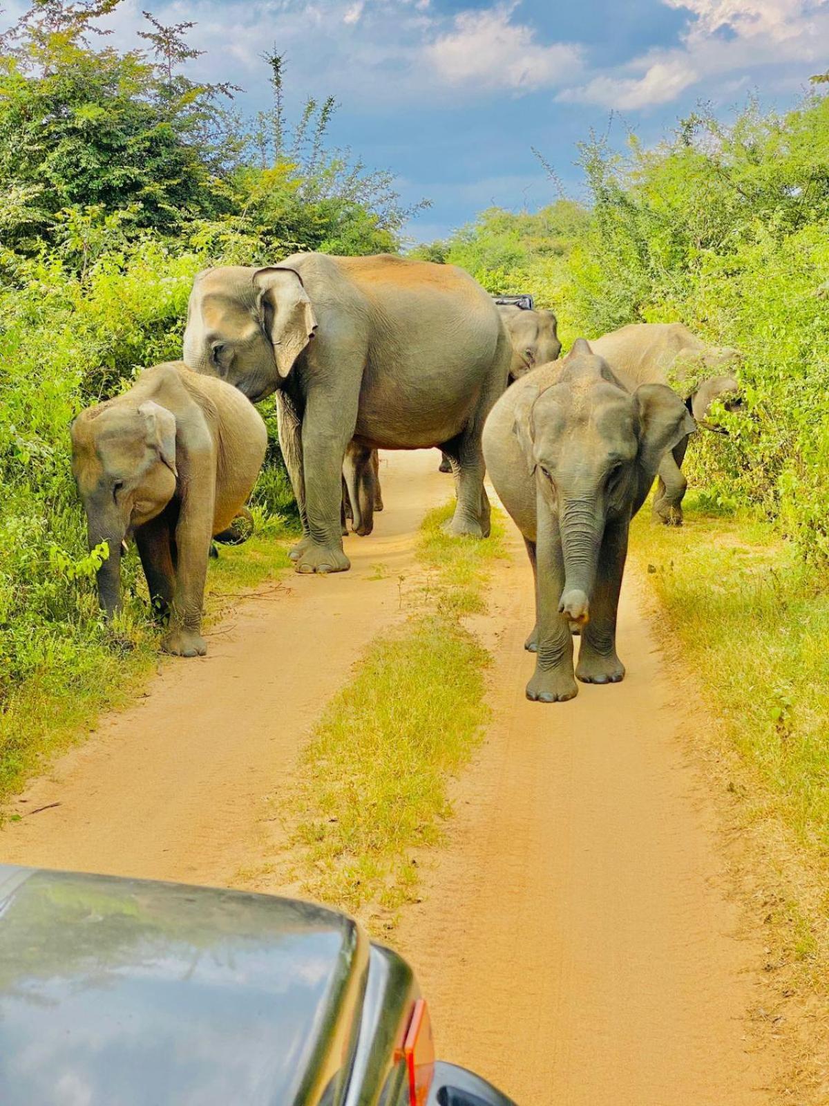 ホテル Wild Heaven ウダワラウェ エクステリア 写真